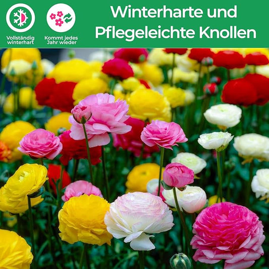 Dutch Bulbs Ranunculus Multicolored Collection (50 Pieces), Buttercup Mix in 5 Colors, Hardy Ranunculus Bulbs from The Netherlands, Real Bulbs/Plants (Without Seeds and not Artificial)