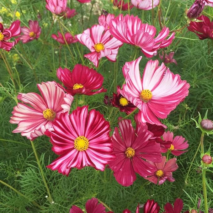 Eden Brothers Cosmos Seeds - Velouette