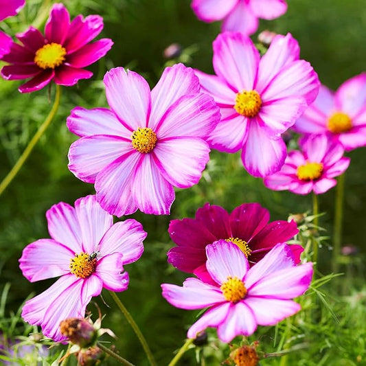 Eden Brothers Cosmos Seeds - Picotee