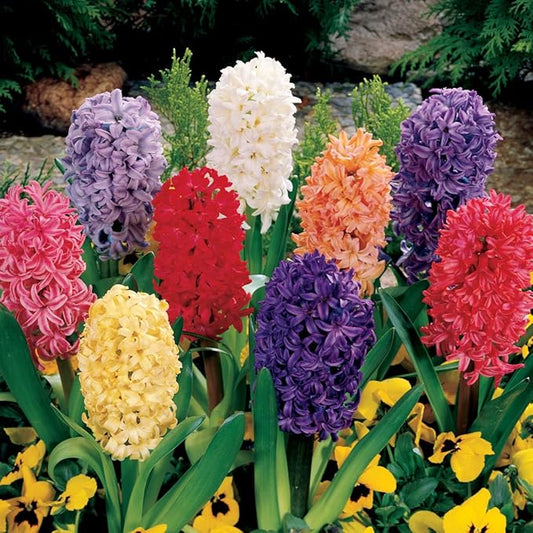 BRECK'S - Hyacinth Multicolored Mixture Dormant Spring Flowering Bulbs - Each Offer Includes 25 Bulbs