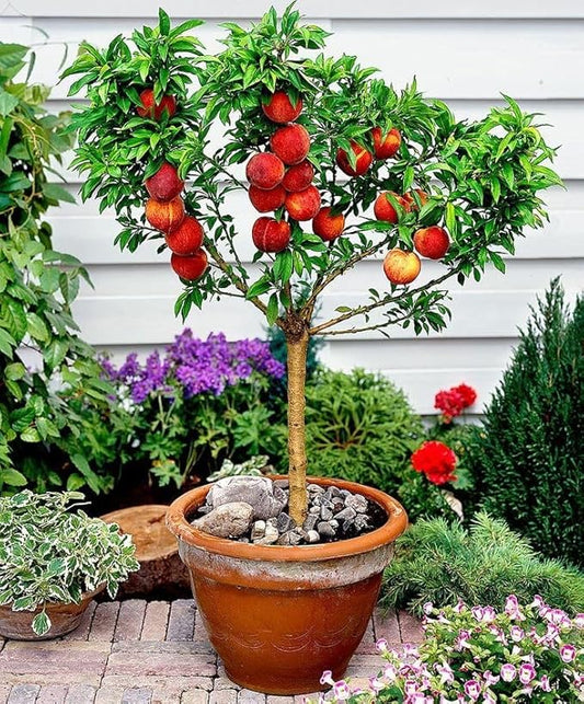 Gardenera Premium Peach Potting Soil Mix - Optimal Nutrient-Rich Blend for Thriving and Juicy Peaches - 10 Quart