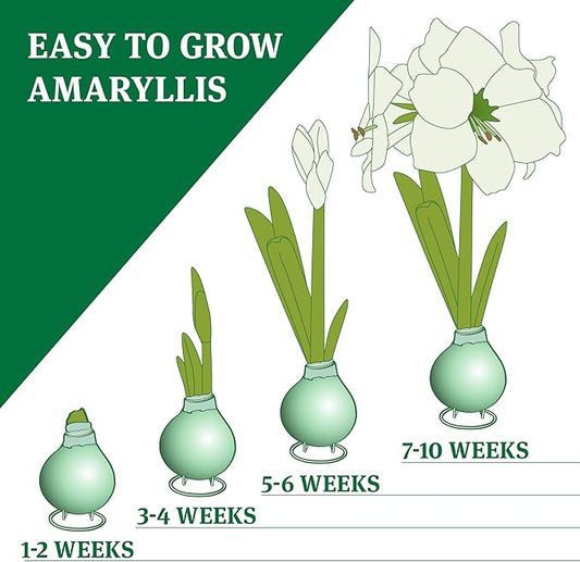 Purple Base Waxed Amaryllis Flower Bulb with Stand, No Water Needed, Real Live Spring Flowers