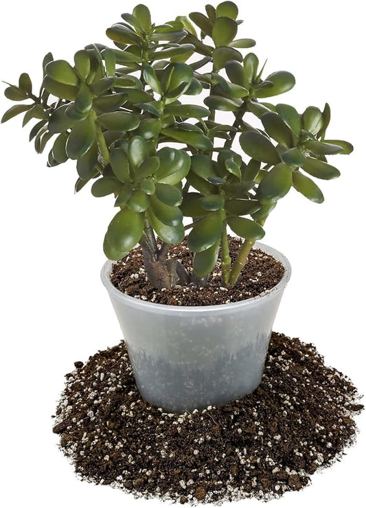 GARDENERA Premium Jade Plant Potting Soil Mix - (1 Quart Bag)