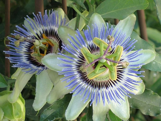 GARDENERA Premium Passion Fruit Potting Soil Mix - Perfect Balance of Nutrients, Drainage, and Aeration for Thriving Passion Fruit Vines - 2 Quart