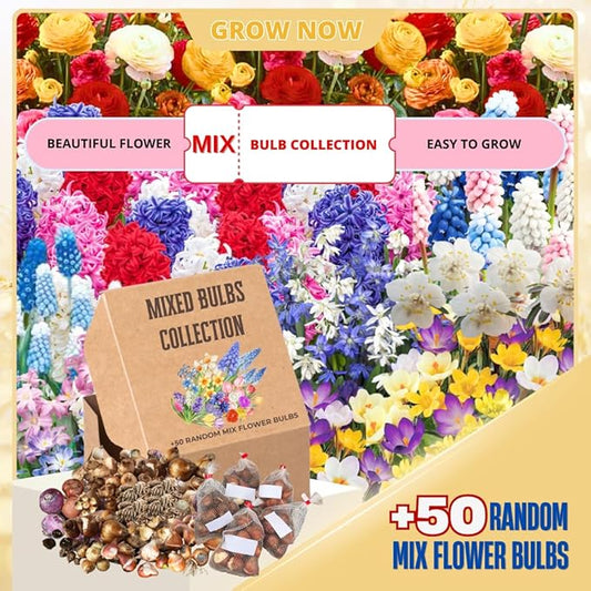 Flowers Bulbs for Fall Planting, Perennial Flower Bulbs, Early Spring Flower to Plant Outside, Colorful Blooms Groundcover Bulbs, Top Size (Multicolor)