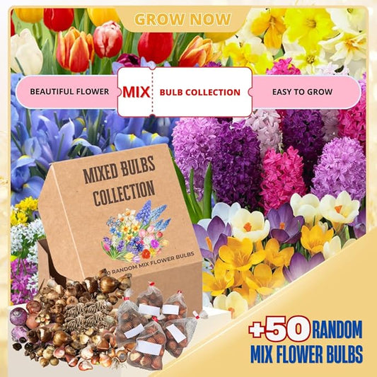 Pack 50 Multicolor Flower Bulbs for Fall Planting, Top-Size Bulbs, Mix Flower Bulbs for Planting, Bloom All Spring and Summer, Variety of Colors