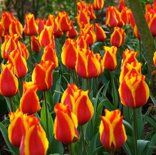 Mix Triumph Tulips 10 Bulbs for Fall Planting Colorful Flower Tulipa Darwin Hybrid Changing Colors Mixture Size 12+ 4 Varieties to Choose (Apeldoorn's Elite, 10, Mix Color)