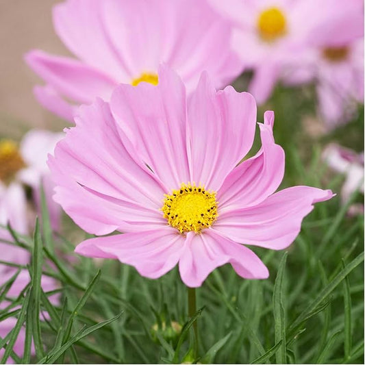 Eden Brothers Cosmos Seeds - Apollo Lovesong