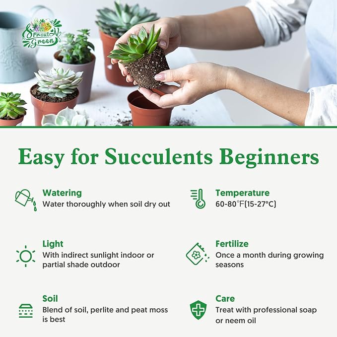 Sprout N Green 3 Assorted Succulents with Root, 3 Different Varieties Live Plants Collection, Without Plant Pot, Great for Gardener Beginner, DIY Projects, Wedding Party Favor, Easy to Care