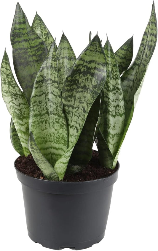 GARDENERA Premium Snake Plant Potting Soil Mix - 10 Quart - Green Sansevieria Trifascatia Zeylanica Plants, Plant or Re-Pot Your Snake Plant (2 Bags of 5 Quart)