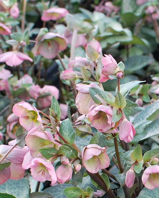 Perennial Farm Helleborus Frostkiss® Dorothy's Dawn® No. 1