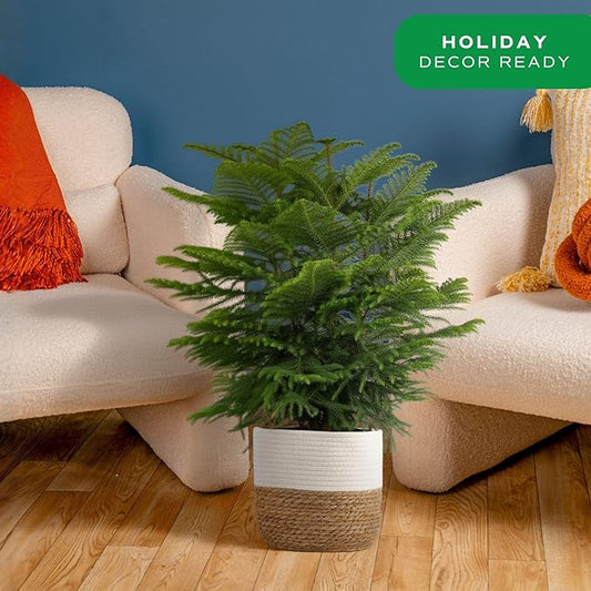 Costa Farms Live Christmas Tree, Large Norfolk Island Pine in Premium Indoor Décor Plant Pot, Houseplant Christmas Decoration, Christmas Gift or Room Decor, 3 Feet Tall