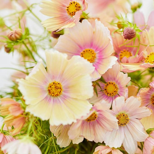 Eden Brothers Cosmos Seeds - Apricot Lemonade
