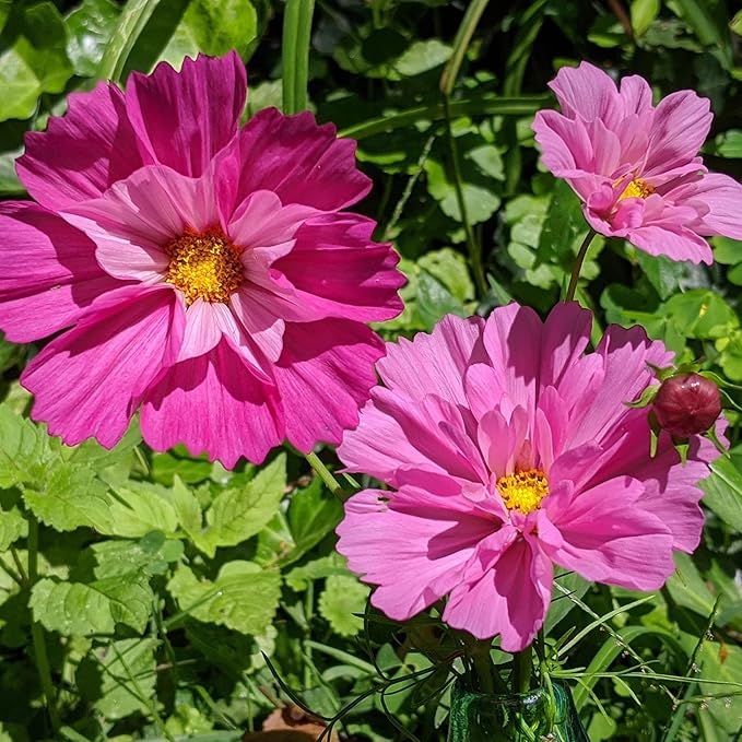 Eden Brothers Cosmos Seeds - Seashells Mix