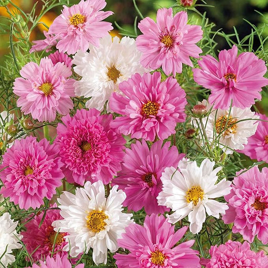 Eden Brothers Cosmos Seeds - Double Click Bonbon Mix