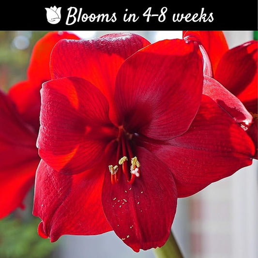 Easy to Grow Amaryllis Ferrari 1 Plant Bulb - Bright Red Flowers Indoor Winter Holiday or Outdoor Spring