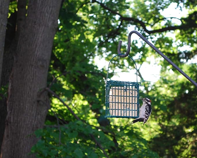 ST. ALBANS BAY SUET PLUS Bird Suet Variety Packs | 11 oz. Bird Suet Cakes | (Woodpecker, 8 Pack)