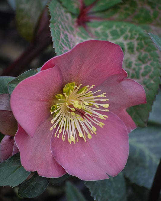 Perennial Farm Helleborus Frostkiss® Penny's Pink No. 1