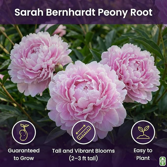 Sarah Bernhardt Double Pink Peony - Large 3-5 Eye, Bare Root | Premium Peony for Planting
