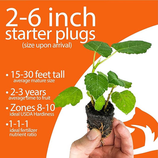 4-Pack of Fruiting Starter Plant Plugs by Foxtown Farms (Black Mission Fig (4-Pack))