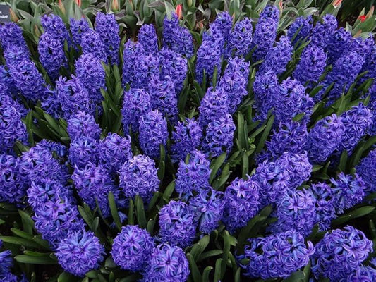 Blue Jacket Hyacinth Bulbs - 8 Bulbs by Willard & May