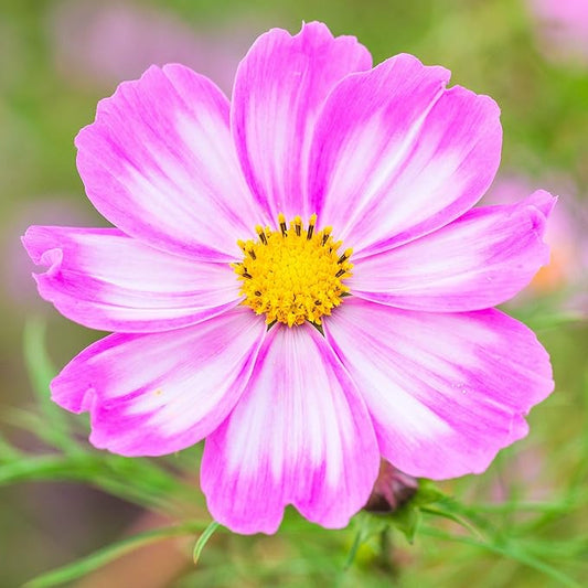 Eden Brothers Cosmos Seeds - Candystripe