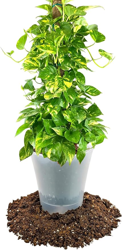 GARDENERA Premium Pothos Potting Soil Mix - Air Cleaning Plant Potting Mix, Soil Mix for Pothos, Parlor Palm, Peace Lily - (4 Quart Bag)