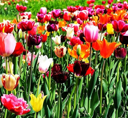 Mix Triumph Tulips 10 Bulbs for Fall Planting Colorful Flower Tulipa Darwin Hybrid Changing Colors Mixture Size 12+ 4 Varieties to Choose (All Season Barn Mixture, 10, Mix Color)