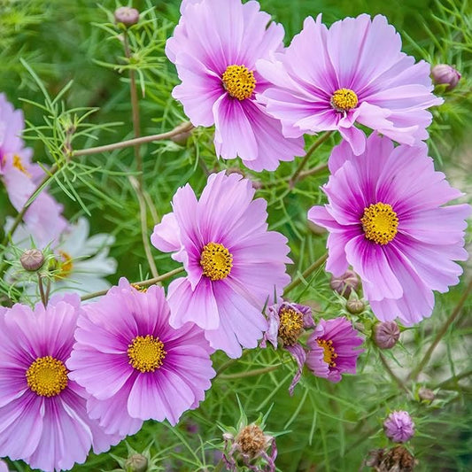 Eden Brothers Cosmos Seeds - Daydream