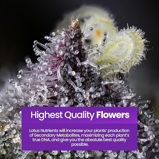 Bloom Pro Series - Hydroponic Plant Nutrients and Fertilizer, Water Soluble Plant Food, for Coco Coir Hydro and Soil, Enhances Flowering and Fruiting, Indoor and Outdoor Grows (16oz)