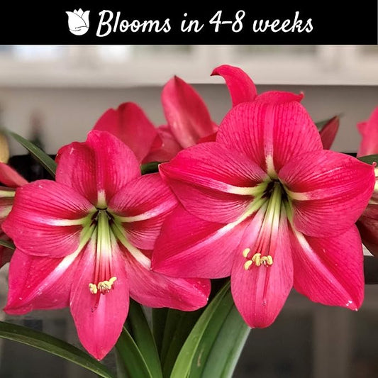 Easy to Grow Amaryllis Pink Flush 1 Plant Bulb - Bright Pink Flowers Indoor Holiday & Outdoor Zones 9-11