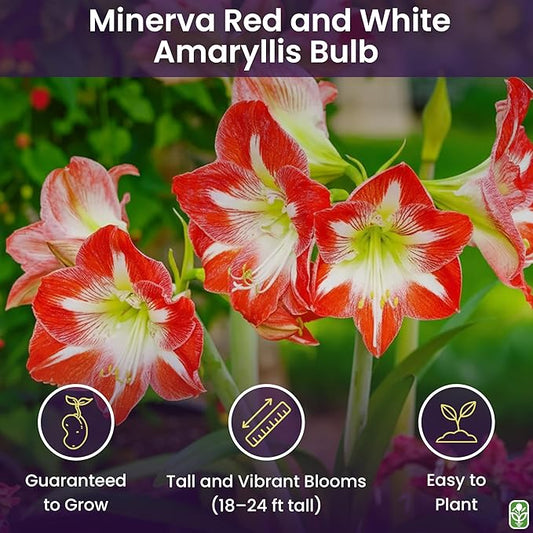 Minerva Red and White Amaryllis | Bare Root Bulb | 28-30 cm | 2-3 Stems with Up to 8 Flowers | Vibrant Floral Display | Ideal for Indoor & Outdoor Planting