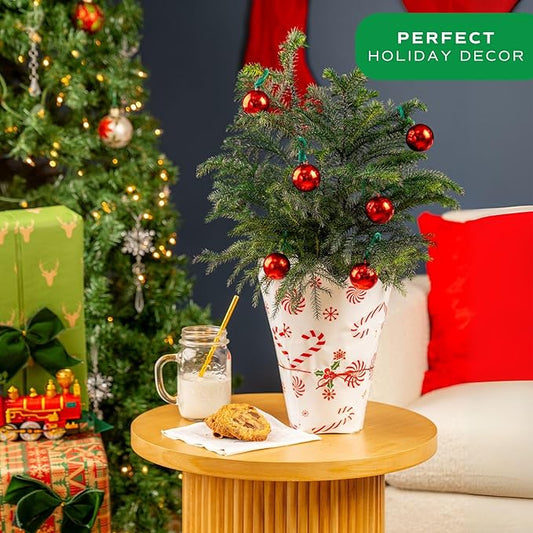 Costa Farms Live Small Norfolk Island Pine Christmas Tree in Modern Décor Planter, Holiday, Christmas Gift, Decoration, Holidays Room Decor, 10-12 Inches Tall