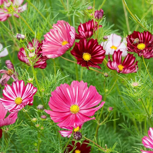 Eden Brothers Cosmos Seeds - Velouette