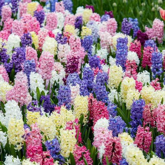 Dutch Bulbs Hyacinths Spring Dream Collection - 15 Bulbs Perennial Hardy - 3 Types/Colors Scented Flower Bulb Mix from The Netherlands for Garden, Pot and Glass (Large tubers - no Seeds)