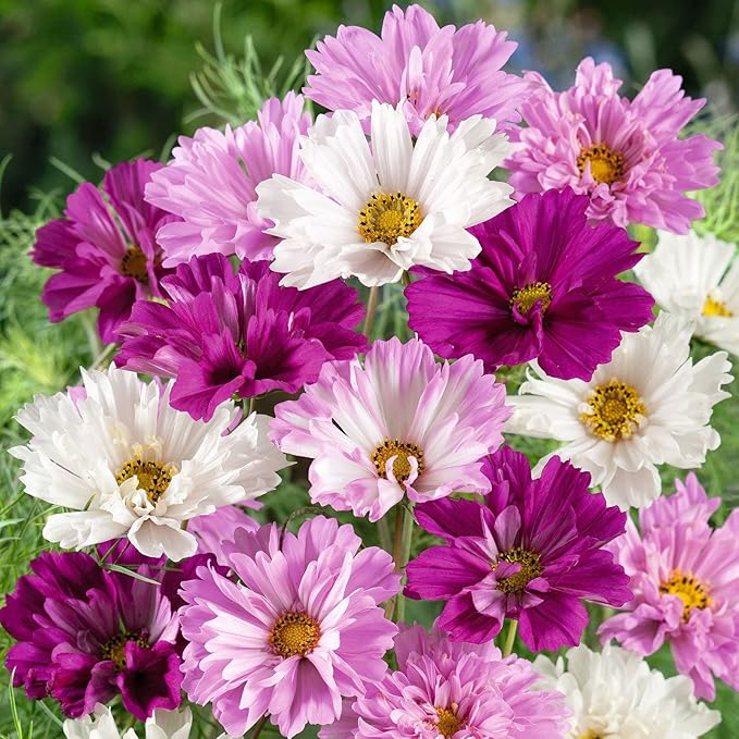 Eden Brothers Cosmos Seeds - Double Click Mixed