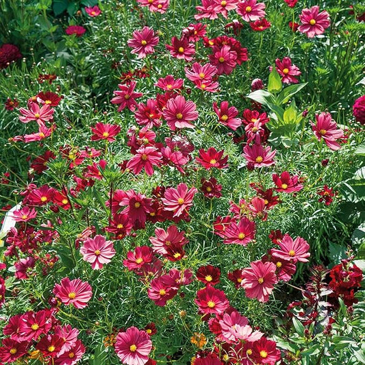 Eden Brothers Cosmos Seeds - Rubenza