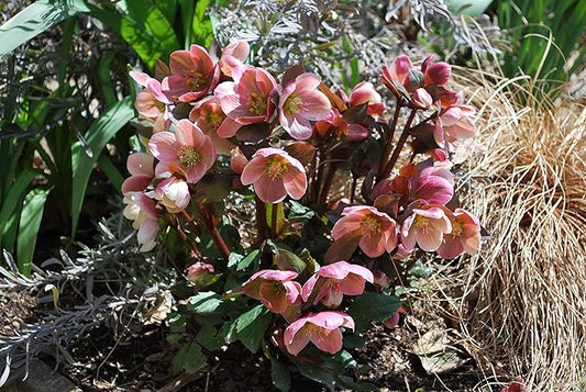 Perennial Farm Helleborus HGC® 'Pink Frost' No. 1