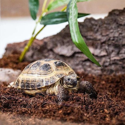 Elevate Your Terrariums with Gardenera Terrarium Potting Mix - Carefully Mixed Coco Coir, Charcoal, Pumice, and Vermiculite - 10 QUARTS