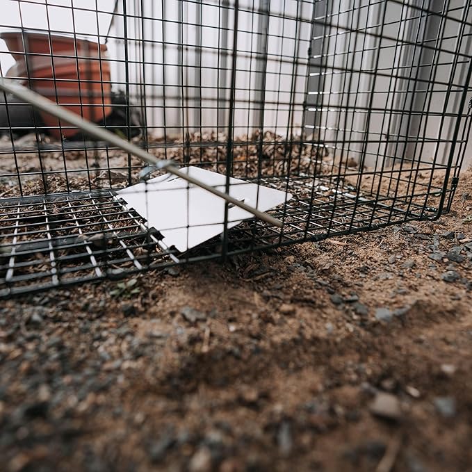 Humane Way Sentinel 24 Inch Live Animal Trap - No Assembly Required - Safe Small Traps for All Animals - Cat, Squirrel, Rabbit, Rodent - 24" L x 7.5" W x 7.5" H