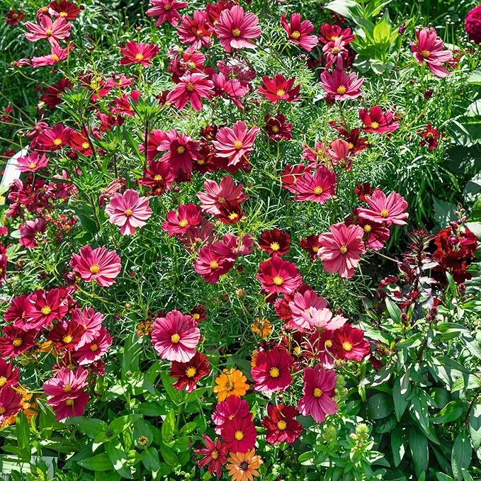 Eden Brothers Cosmos Seeds - Rubenza