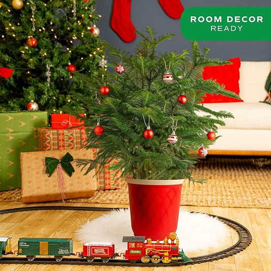 Costa Farms Norfolk Island Pine, Live Christmas Tree Plant in Decorative Christmas Planter, Includes Ornaments, Large Indoor Houseplant, Seasonal Room Decor, 3-4 Feet Tall