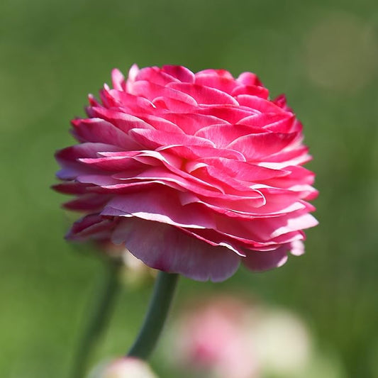Easy to Grow Ranunculus Tecolote Spring Fever Collection - 30 Plant Bulbs, Orange Pink & White Flowers in Spring, Full Sun Mediterranean
