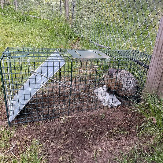 HOMESTEAD 32 Inch Live Animal Trap - Specialized for Raccoons, Opossums, Groundhogs, Skunks, Feral Cats, Squirrels - Humane Way Catch & Release Animal Trap