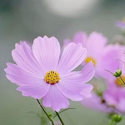 Eden Brothers Cosmos Seeds - Pinkie