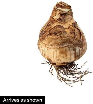 BRECK'S - Kiwi Sunset Daffodil Spring Flowering Bulbs - A Daffodil with an Exotic Appearance - 5 Bulbs per Offer