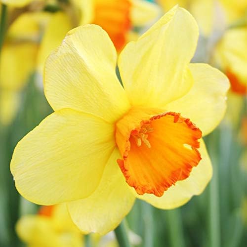 Fortissimo Daffodil Flower Bulbs - 5 Bulbs per Pack - Deer Resistant - Good as Cut Flowers - Naturalizing - Perennializing