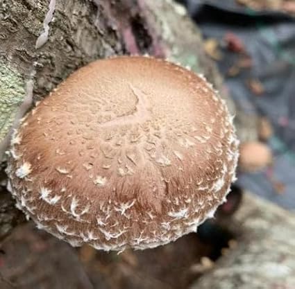 North Spore Log Inoculation Bundle with 100 ct Shiitake Plugs, (4-Pack) Daubers, and 1lb Wax