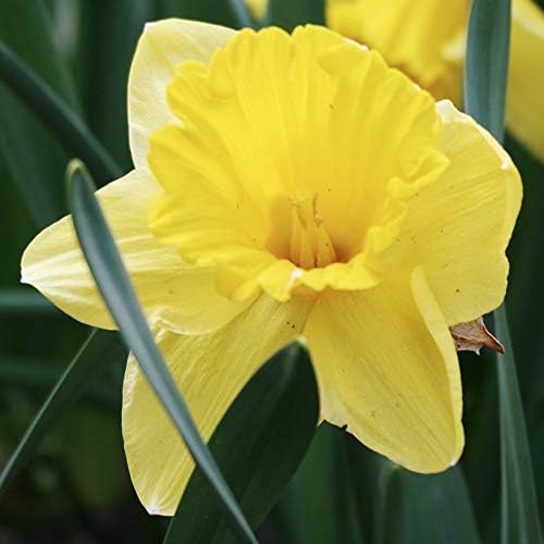 Carlton Daffodil Flower Bulbs - 10 Bulbs per Pack - Pleasantly Scented - Deer Resistant - Good as Cut Flowers - Good for Indoor Forcing - Grows Well in Containers - Perennializing