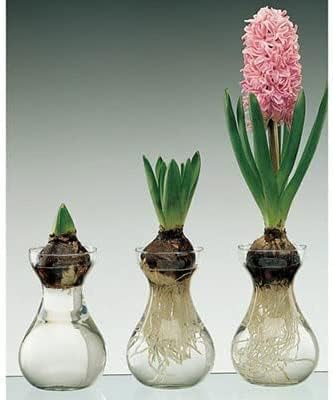 Hyacinth Bulb and Forcing Vase - Ready to Grow Indoor Hyacinth - Mixed Color, Just Add Water - Made in USA (5 Bulbs + 5 Vases)